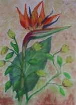 STRELITZIE - HEDWIG GIERER - Pastell